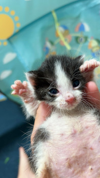 ダンボールに捨てられてた生後15日子猫