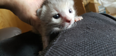 目を開いたばかりの子猫