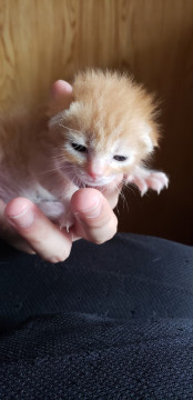 目が開いたばかりの茶色の子猫