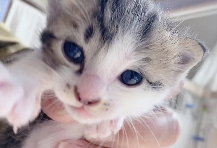キジ白猫ちゃん里親探してます。