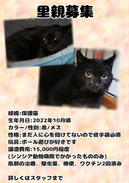 真っ黒な♀猫ちゃん