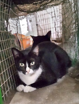 おてんばな白黒猫