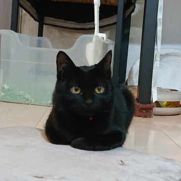 猫大好きのりんちゃん