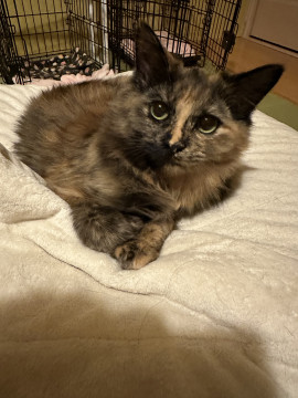 美しい長毛サビ子猫