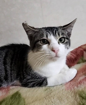 人より猫が好き♬「りつ君」