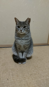 続・グレー美猫