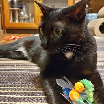 シャープな黒猫女子