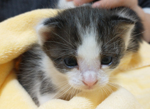 急募☆生後3週ハチワレ猫ちゃん②
