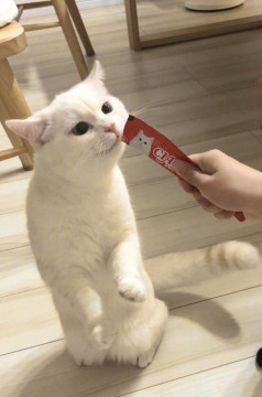 もふもふ♪ちょっと天然な笹かま君