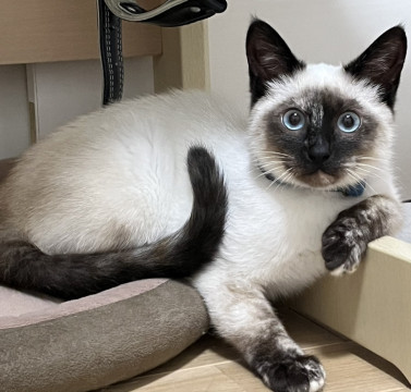 シャイなシャム風な猫ちゃん