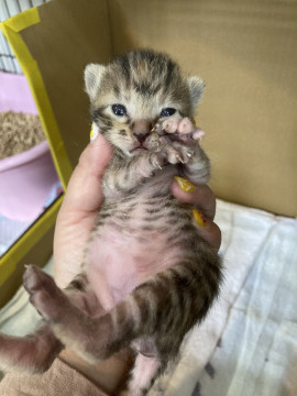 子猫
