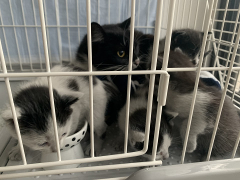 生後約2ヶ月程の可愛いオス猫