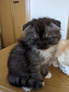 可愛い靴下を履いた仔猫