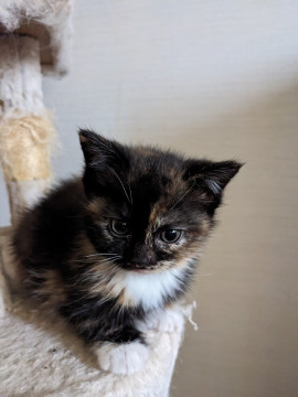 フワフワモコモコです。