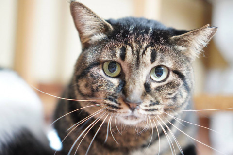 高石子☆４歳くらい