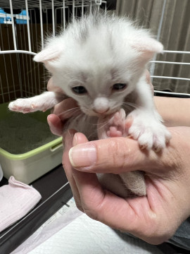 0ヵ月の白猫ちゃん二匹