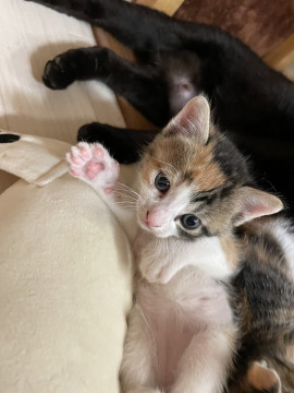 三毛猫ちゃんの里親さん募集。