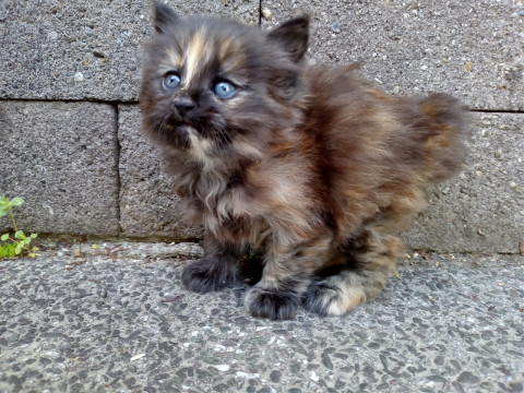 約1ヶ月半のふわもこサビ猫