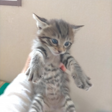 仔猫