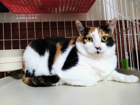 みけちー☆4歳以上