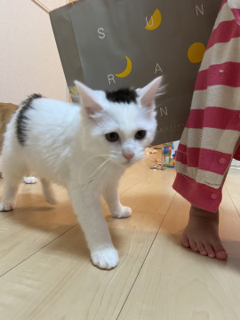 長毛子猫ちゃん