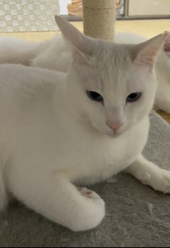 飼い猫です。青い目の美形の白猫くん