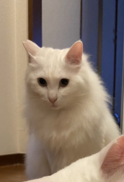 飼い猫。もふもふかわいい白猫ちゃん