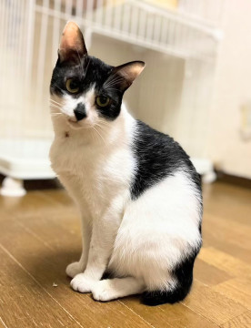 お鼻の模様がチャームポイントのそら豆くん