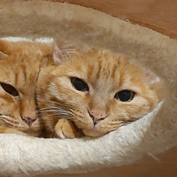 【多頭崩壊】とびきりキュートな12歳