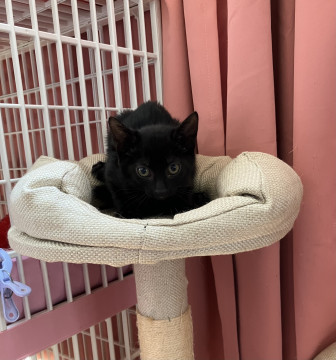可愛い黒猫2ヶ月