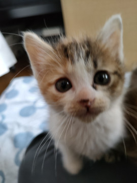 超かわいい三毛の仔猫