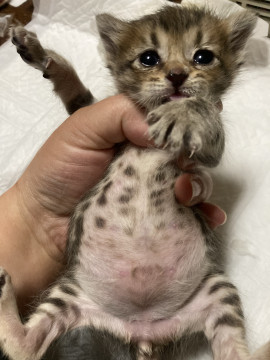 めのおちゃん