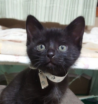 見ているだけで微笑ましい黒猫君
