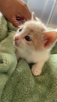 クリーム白のややハチワレ