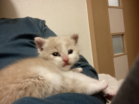 クリーム茶の男の子