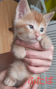 生後1ヶ月茶色な仔猫