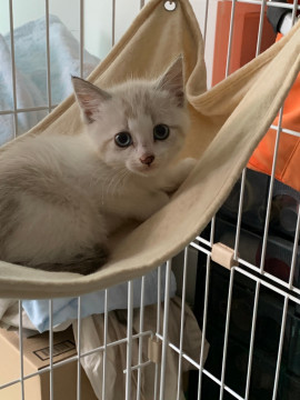 可愛いミルクティー子猫1ヶ月