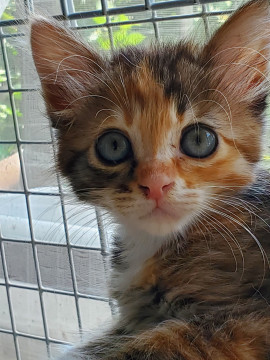 おてんばなサビ猫ちゃんです