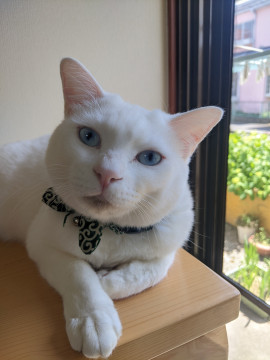 本当にビビリです