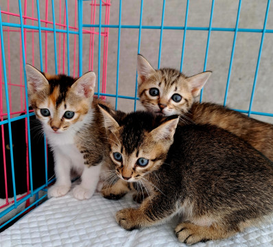 可愛い〰3兄妹 三毛猫、アビシニアン柄