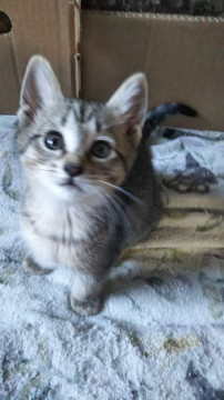 ?かわいい子猫?里親募集?