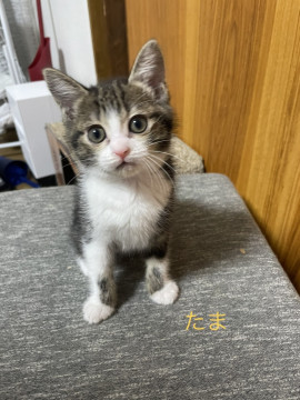 おメメがクリクリなたまちゃん
