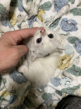 白い子猫たちの分身の術