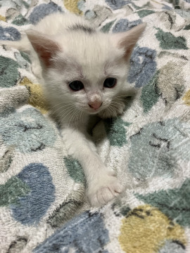 白い子猫たちの分身の術