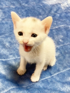 マロ風キトンキャップ！白猫ベビー姫1ヶ月