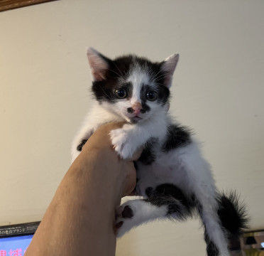 パンダ猫生後1ヶ月