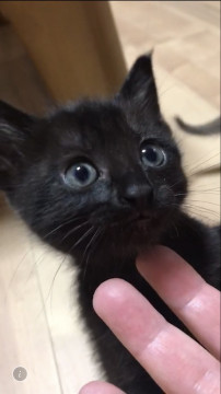 甘えん坊 お目々ハナレメちゃん