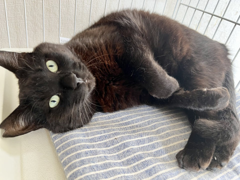 でっか猫ほっぺぺ