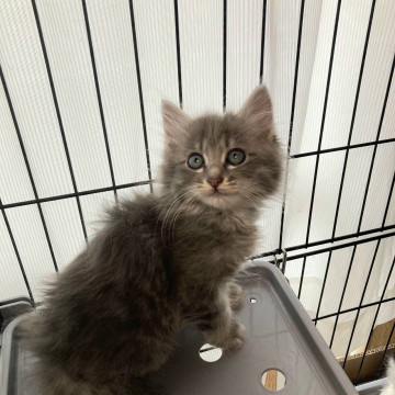 子猫5匹兄妹♡グレーの長毛