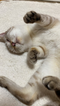 人が大好きな青い目の猫さん